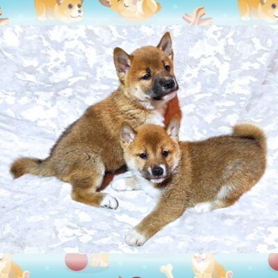 Японская порода собак сиба ину цена за щенков в москве