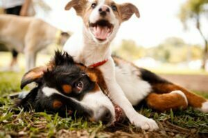 Как подружить щенка с кошкой или собакой
